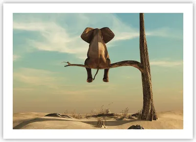 Produktbild von Poster - Poster ohne Rahmen - Elefant sitzend Ast - 70x50 cm - Wand Bild - Wanddeko - Wandbilder - Kunstposter - Wandposter - Bilder - Kunstdruck - Wanddekoration - Wandbild - P2XAA70x50-4557