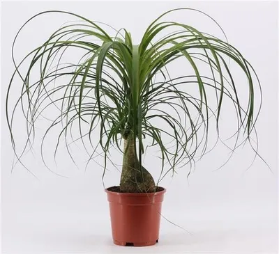 Produktbild von Drzewo butelkowe Beaucarnea recurvata 50-70 cm - palma wodna o słoniowej stopie, łatwa w pielęgnacji i oczyszczająca powietrze roślina domowa, idealna do biura i domu