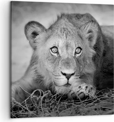 Produktbild von Bild auf Leinwand - Leinwandbild - Einteilig - Löwe asiatisch Porträt - 50x50cm - Wand Bild - Wanddeko - Wandbilder - Leinwanddruck - Bilder - Wanddekoration - Leinwand bilder - AC50x50-4840