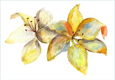 Produktbild von Wallario Fototapete Vliestapete, seidenmatte Oberfläche, einfache Verarbeitung, Größe 200 x 140 cm, Motiv Aquarell von gelben Lilien