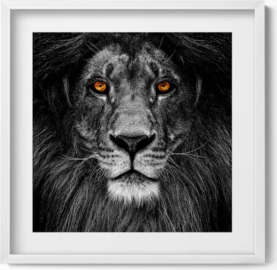 Produktbild von Schwarzer und weißer Löwenkopf– Wandbild mit Rahmen – Gerahmtes Bild  – Wanddekoration – 50x50 cm –  Weiß Rahmen