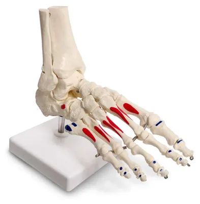 Productafbeelding van Menselijk Voet- en Enkelmodel voor Medische Anatomie
