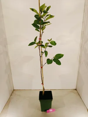Produktbild von Diospyros kaki 'Fau Fau', Sharonfrucht, 2 Liter Topf, 90cm