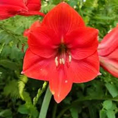 Immagine prodotto di Hippeastrum - Amarylis Mastermind 1 pz. Bulbi Bulbi di amarilli