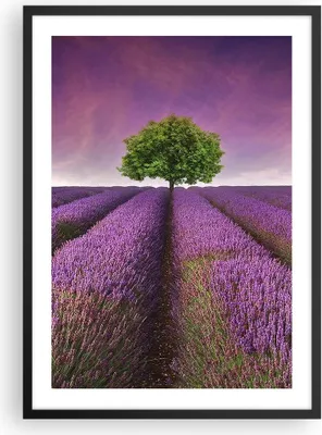 Produktbild von Gerahmtes Poster - Schwarzer Rahmen - Wiese lavenda Sommer Landschaft - 50x70 cm - Wand Bild - Wanddeko - Wandbilder - Wandposter - Bilderrahmen - Bilder - Kunstdruck - Wandbild - P2BPA50x70-2605
