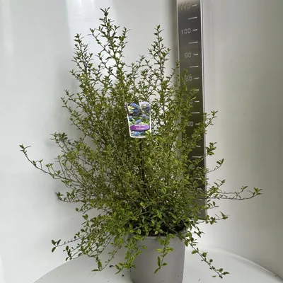 Immagine prodotto di Ceanothus thyr. 'El Dorado' - Ceanoto | 80-90 cm in vaso