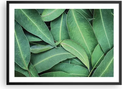 Produktbild von Gerahmtes Poster - Schwarzer Rahmen - Blätter Eukalyptus Natur - 70x50 cm - Wand Bild - Wanddeko - Wandbilder - Kunstposter - Wandposter - Bilderrahmen - Bilder - Kunstdruck - P2BAA70x50-4933