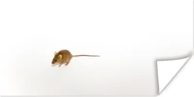 Produktbild von MuchoWow® Poster Maus - Tiere - Weiß 40x20 cm - Poster für die Wand - Poster Schlafzimmer