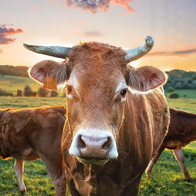 Produktbild von Servietten 33x33 cm - Cow in sunset