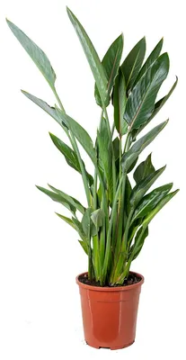 Zdjęcie produktu dla Bloomique - Strelitzia Reginae - Roślina rajskiego ptaka - Kwiat rajskiego ptaka - Roślina doniczkowa - Oczyszczająca powietrze - Łatwa w pielęgnacji - Wysokość 80-100 cm - Doniczka 24 cm