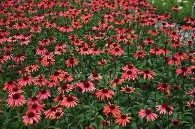 Zdjęcie produktu dla 6 x Echinacea purp. 'Sundown'® - jeżówka - doniczka 9 x 9 cm