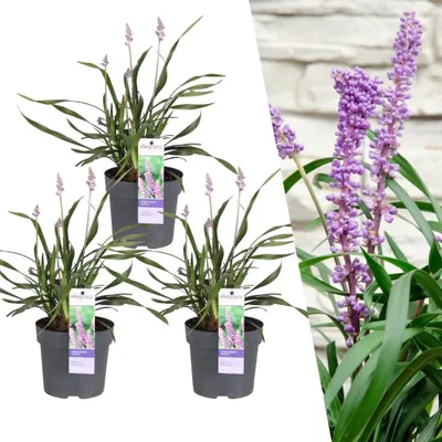 Obrázek produktu pro 3 X Liriope Muscari 'Ingwersen' - Ø 14 cm - ↨ 25 cm