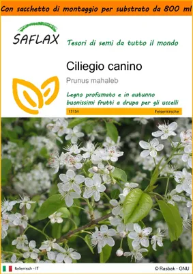 Immagine prodotto di SAFLAX Garden in the bag - Ciliegio canino - 30 semi - Prunus