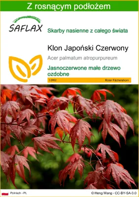 Zdjęcie produktu dla SAFLAX - Klon Japoński Czerwony - 20 Nasiona - Z podłożem uprawowym wolnym od zarazków - Acer palmatum atropurpureum