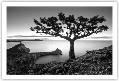 Produktbild von Poster - Poster ohne Rahmen - Baum Schwarzweiß Ansicht - 91,5x61 cm - Wand Bild - Wanddeko - Wandbilder - Kunstposter - Wandposter - Bilder - Kunstdruck - Wanddekoration - Wandbild - P2XAA91x61-4297