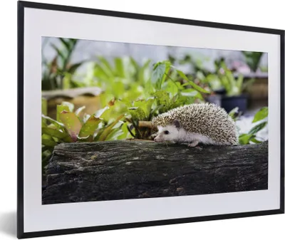 Produktbild von MuchoWow® Gerahmtes Poster Igel läuft auf Baumstamm 60x40 cm - Poster mit Schwarzem Bilderrahmen Wandposter Rahmen Foto Bilder - Schlafzimmer - Plakat in Rahmen - Drucken