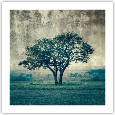 Produktbild von Poster - Poster ohne Rahmen - Baum Natur Feld - 50x50 cm - Wand Bild - Wanddeko - Wandbilder - Kunstposter - Wandposter - Bilder - Kunstdruck - Wanddekoration - Wandbild - P2XAC50x50-3627