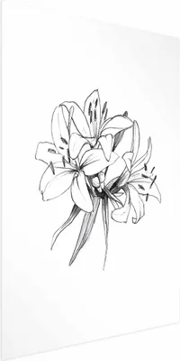 Produktbild von Posterpapier Poster - Drawn Flowers 60x90 cm Blumen b-A-0404-ao-a