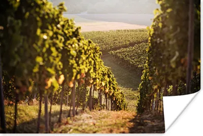 Produktbild von MuchoWow® Poster Weg durch einen Weinberg 30x20 cm - Plakate - Print