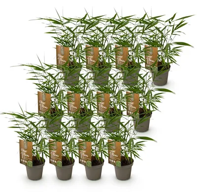 Image de Green boutiQ - Bamboe - Fargesia Asian Wonder - Bladhoudend - Niet Woekerend - Groen - 12 Planten - Pot 14cm - Hoogte 35cm