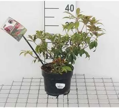 Produktbild von Pieris jap. 'Katsura'® - Japanische Lavendelheide Katsura 20- 30 cm - Container