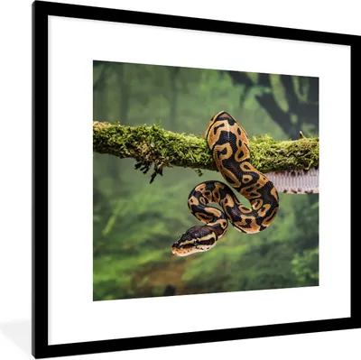 Produktbild von MuchoWow® Gerahmtes Poster Schlange - Zweig - Regenwald 40x40 cm - Poster mit Schwarzem Bilderrahmen Wandposter Rahmen Foto Bilder - Poster - Plakat im Rahmen