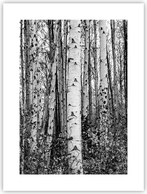 Produktbild von Poster - Poster ohne Rahmen - Birken Wald Monochrom - 30x40 cm - Wand Bild - Wanddeko - Wandbilder - Kunstposter - Wandposter - Bilder - Kunstdruck - Wanddekoration - Wandbild - P2XPA30x40-4643