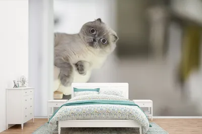 Produktbild von MuchoWow® Fototapete für Wohnzimmer oder Schlafzimmer Wandtapete Vinyl Motivtapete Katze - Tier - Wohnzimmer - 420x280 cm - Zimmer für Kinder