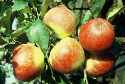 Apples on a tree branch.