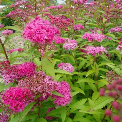 Obrázok produktu pre Letná spirea  - Spiraea japonica 'Anthony Waterer'  | 40-50 cm v kontajneri