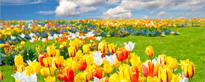 Produktbild von Wallario Poster - Tulpenwiese unter blauem Himmel, Kunstdruck Größe: 50 x 125 cm
