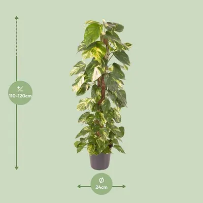 Image de Lierre d'intérieur (Epipremnum pinnatum) Ø 24 cm, 120 cm - Plante d'intérieur purificatrice d'air