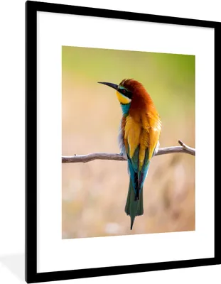 Produktbild von MuchoWow® Gerahmtes Poster Vögel - Bienenfresser - Tiere 60x80 cm - Poster mit Schwarzem Bilderrahmen Wandposter Rahmen Foto Bilder - Wohnzimmer - Dekorationen - Prämie