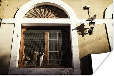 Produktbild von MuchoWow® Poster Katze - Vogel - Fenster 180x120 cm - Fotoplakat