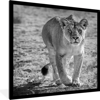 Produktbild von MuchoWow® MuchoWow® Gerahmtes Poster Löwe - Schwarz - Weiß 40x40 cm - Poster mit zchwarzem Bilderrahmen - Mit Rahmen - Wanddekoration Schlafzimmer