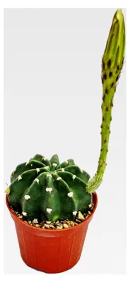 Produktbild von Echinopsis subdenundata - kleine Pflanze im 5,5 cm Topf