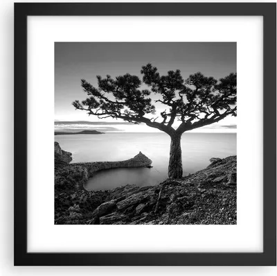 Produktbild von Gerahmtes Poster - Schwarzer Rahmen - Baum Schwarzweiß Ansicht - 30x30 cm - Wand Bild - Wanddeko - Wandbilder - Wandposter - Bilderrahmen - Bilder - Kunstdruck - Wandbild - P2BAC30x30-4297