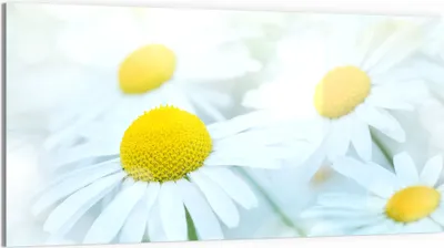 Produktbild von DEQORI Glasbild Echtglas 100x50 cm 'Frühlingsgänseblümchen' Wandbild Bild modern Deko