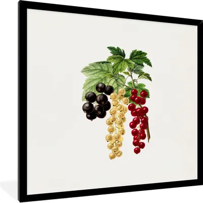 Produktbild von MuchoWow® Gerahmtes Poster Beeren - Lebensmittel - Pflanze 40x40 cm - Poster mit Schwarzem Bilderrahmen Wandposter Rahmen Foto Bilder - Mit Rahmen - Wanddekoration Schlafzimmer