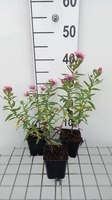 Produktbild von 6 x  Aster n.-a. 'Rudelsburg' - Herbstaster - Topf 9 x 9 cm