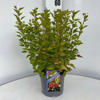 Image de Physocarpus opulifolius Raspberry Lemonade® ('ZLEYel2'PBR) - Physocarpe à feuilles d'olivier | 25-30 cm en pot