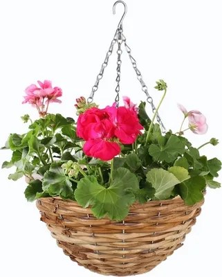 Produktbild von Hängender Blumentopf aus Korbgeflecht Bk-053