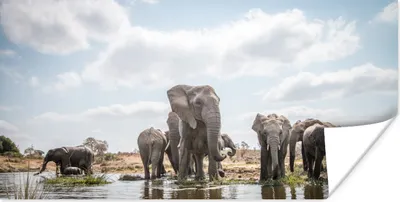Produktbild von MuchoWow® Poster Elefant - Wasser - Afrikanisch 150x75 cm - ohne Rahmen