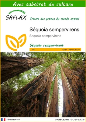 Image de SAFLAX  - Séquoia sempervirens - 50 graines - Avec substrat - Sequoia