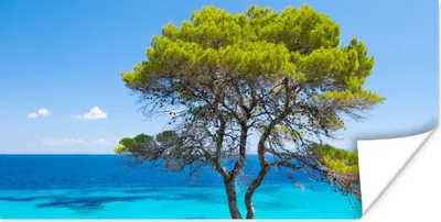 Produktbild von MuchoWow® Poster Baum - Meer - Tropisch - Sommer 40x20 cm - Poster für die Wand - Poster Schlafzimmer