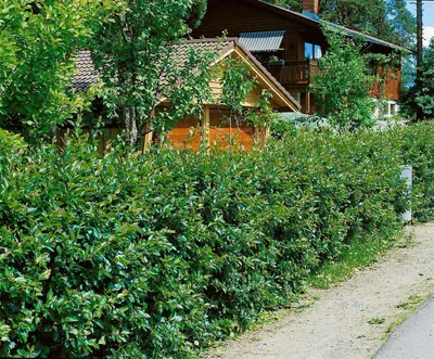 Produktbild von Cotoneaster lucidus, Glanzmispel, 40–60 cm, immergrün