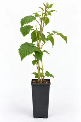 Zdjęcie produktu dla Rubus frut. 'Thornfree' - Jeżyna 'Thornfree' | 25 cm w doniczce