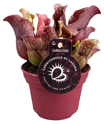 Image de Sarracénie - 20cm - Ø12cm - Plante d'intérieur - Vert persistant