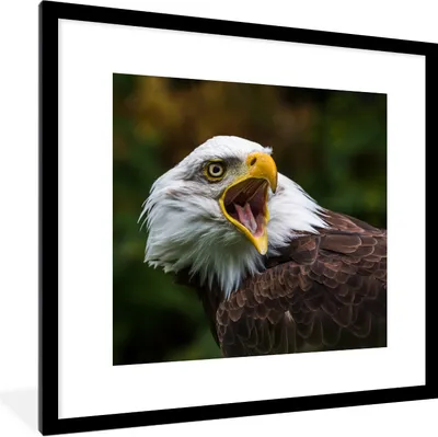 Produktbild von MuchoWow® Gerahmtes Poster Ein krächzender Weißkopfseeadler 40x40 cm - Poster mit Schwarzem Bilderrahmen Wandposter Rahmen Foto Bilder - Poster - Plakat im Rahmen