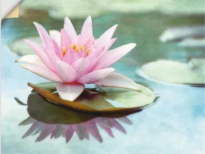 Produktbild von ARTland Wandbild, selbstklebend Rosa Seerose Größe: 60x45 cm